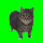 Spinning Cat Icon 